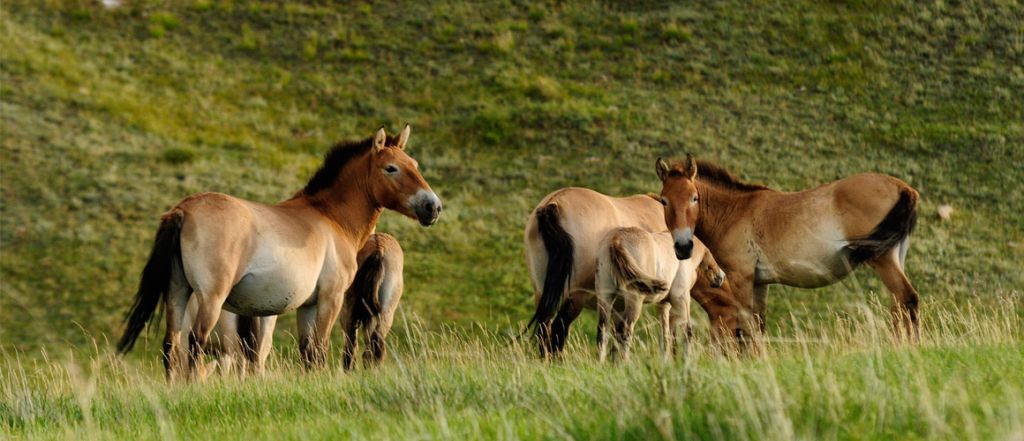 Mongolia Grand Journey – 14Days 13Nights photo 4